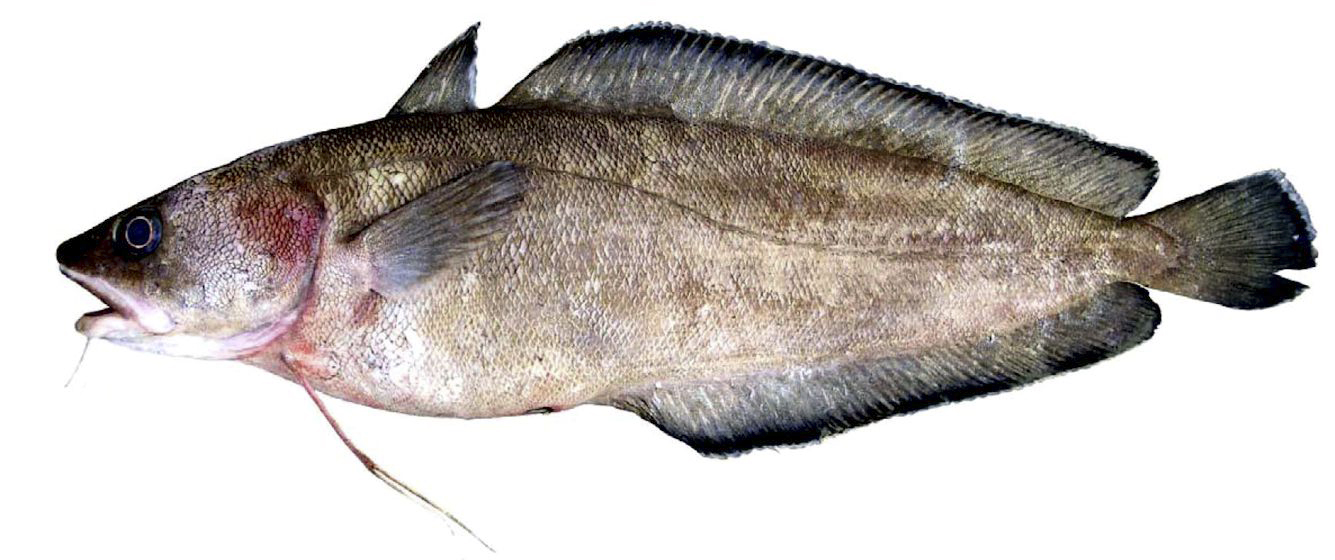 Phycis phycis_30056